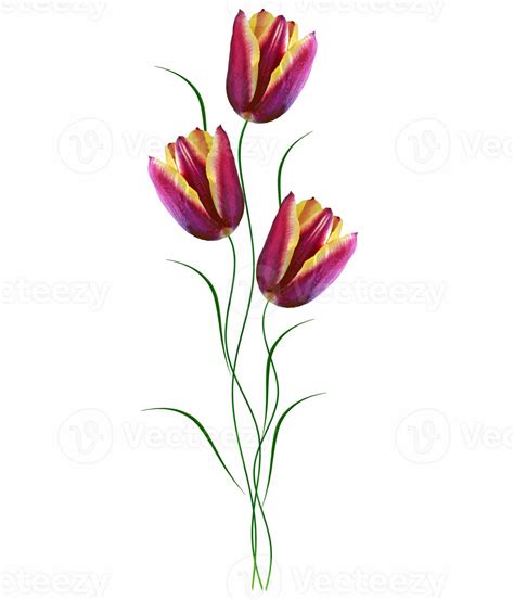 spring flowers tulips 10027898 Stock Photo at Vecteezy