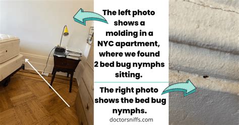19 Common Places Where Bed Bugs Hide
