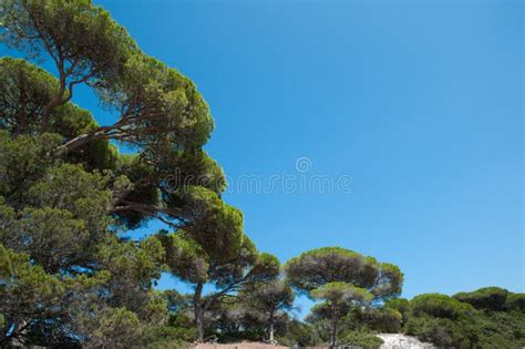 Forêt Et Jardin Méditerranéens De Pin Avec La Barrière Image stock