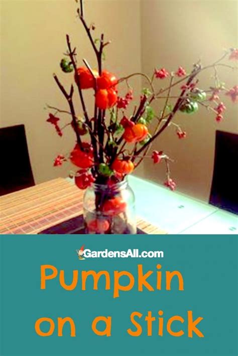 Pumpkin on a Stick Ornamental Eggplant (Yes... Eggplant!) - GardensAll - ORNAMENTALS