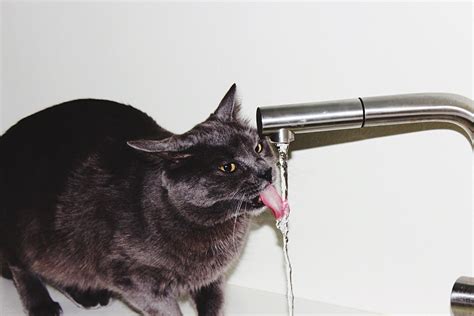 Why Dont Men Drink Water