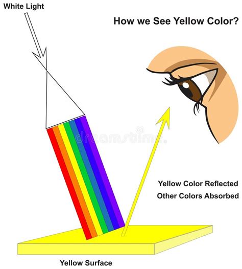 How Human Eye See Indigo Surface Infographic Diagram Physics Mechanics