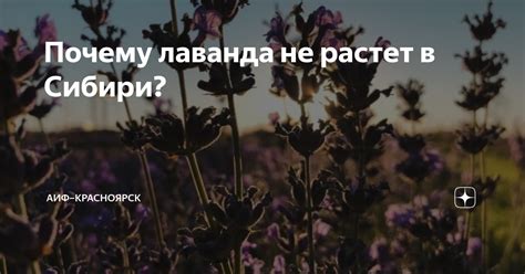 Почему лаванда не растет в Сибири? | АиФ–Красноярск | Дзен