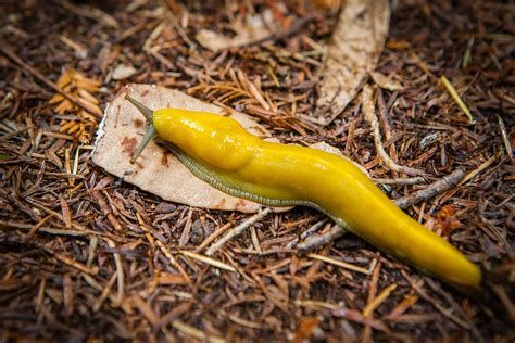 Yellow Banana Slug Big Basin State Park Gary Kavanagh Flickr