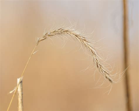 Canada Wild Rye Minnesota Dry Prairies · Inaturalist