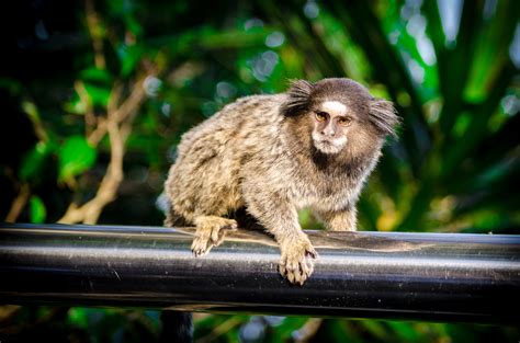 Free Images Beach Landscape Nature Mountain Wildlife Zoo Jungle