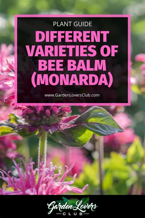 10 Different Varieties of Bee Balm (Monarda) - Garden Lovers Club | Bee ...