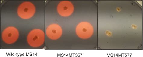 Chrome Azurol S Cas Plate Assay The Wild Type Ms And Ms Mt