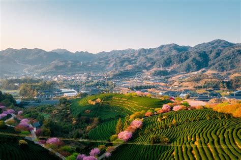 Aerial View of Traditional Chinese Tea Garden, with Blooming Cherry ...