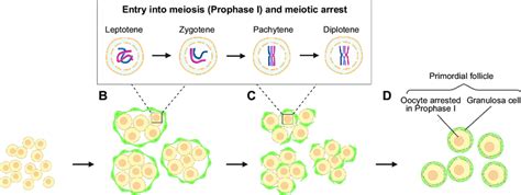 Formation Of Primordial Follicles Primordial Germ Cells Pgcs Migrate