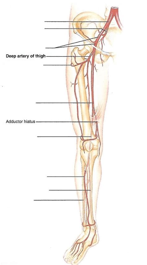 Arteries Of The Right Pelvis And Lower Limb Diagram Quizlet