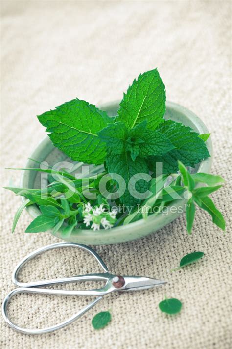 Herbs Stock Photo Royalty Free Freeimages