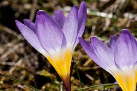 Primavera: época de crocus | Plantas