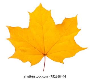 960 016 Yellow Maple Leaf On Images Stock Photos Vectors Shutterstock