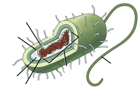 Prokaryote Cell Structure Only Staar Review Diagram Quizlet