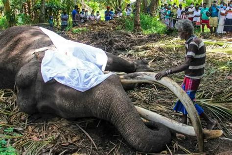 Sri Lankas Sacred Indian Tusker Nadungamuwa Raja Passes Away