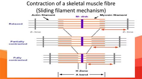 Muscles and Muscle Tissue | PPT 