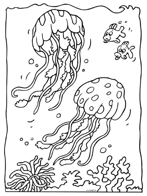 Kwallen Coloring Pages Line Art Explore Nature