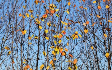 Premium Photo Autumn Tree Branches With Almost No Leaves Only Few