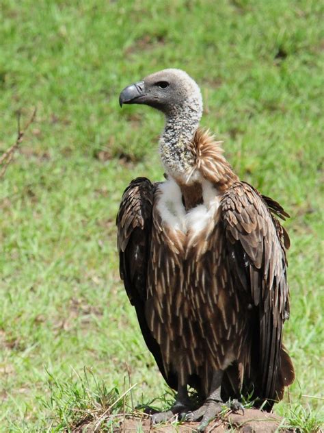 African White Backed Vulture Gyps Africanus Northern Serengeti