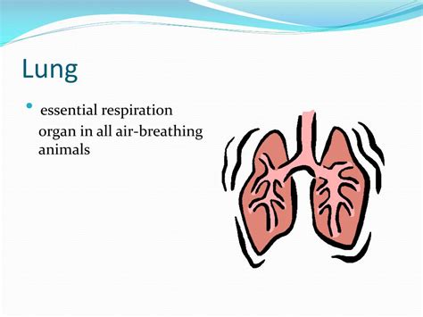 Ppt The Respiratory System Powerpoint Presentation Free Download