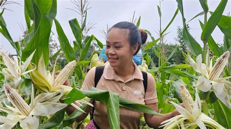 Harvest Young Corn Bring To Market To Sell Gardening Daily Life La