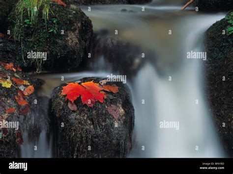 maple leaf, waterfall Stock Photo - Alamy