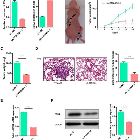 Ttn As1 Regulated Tumorigenesis And Metastasis Of Bc Cells In Vivo A