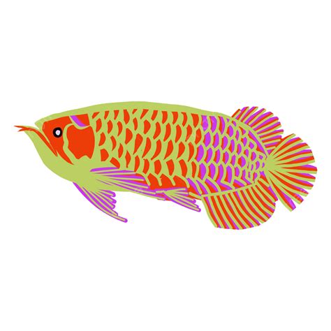 Ilustración De Pez Arowana Vector Png Acuario Agua Pez Arowana Png