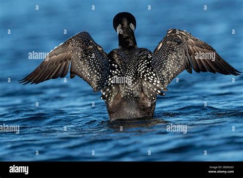 United States Michigan Common Loon Gavia Immer Wing Flapping On A