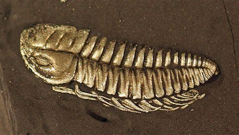 Pyritized Ordovician Trilobite Triarthrus W Preserved Legs