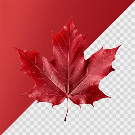 Premium PSD Red Maple Leaf Isolated On Transparent Background