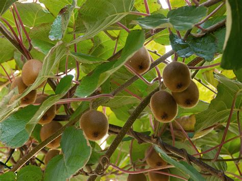 Actinidia Deliciosa Pacific Nurseries