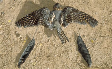 The Standard-winged nightjar - African wilderness tours