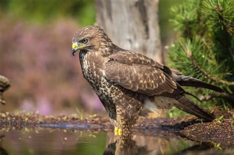 Sparrowhawk Breeding In Falconry A Comprehensive Guide Falconry Advice