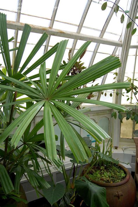 Plantfiles Pictures Licuala Species Mangrove Fan Palm Spiny Licuala