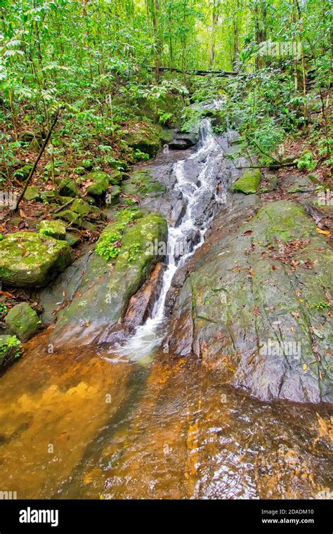 Cascada Parque Nacional Sinharaja Bosque Lluvioso Patrimonio De La