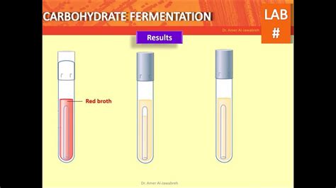 Carbohydrate Fermentation Test Youtube