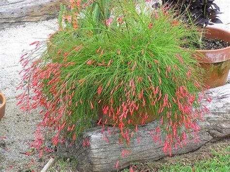 Firecracker Plants Care - Plants BS