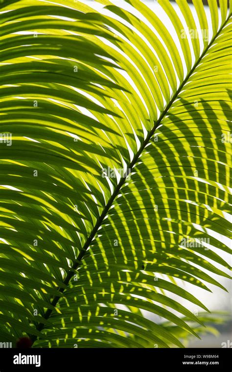 Cycas circinalis hi-res stock photography and images - Alamy