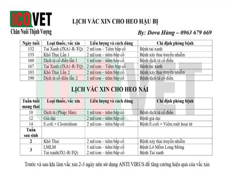 LỊCH TIÊM VACXIN CHO HEO NÁI MANG THAI ICOVET Chăn Nuôi Thịnh Vượng