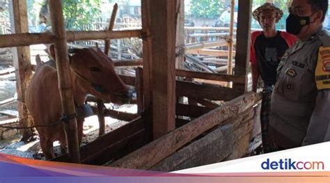 970 Ekor Sapi Di Gerung Lombok Barat Terinfeksi Virus Pmk