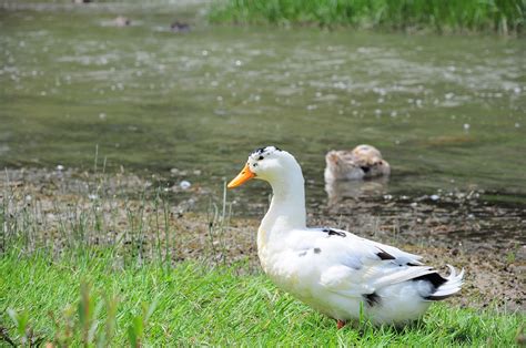 Kachna Kachny Obr Zky Fotografie Zdarma Na Pixabay Pixabay