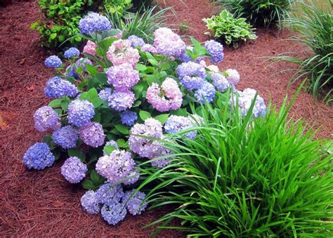 Best Low Maintenance Shrubs Or Flowers For Your Yard Landscaping