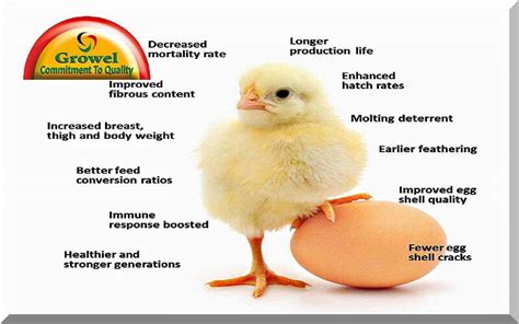 Vitamins And Minerals For Poultry Growel Agrovet Private Limited