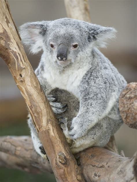 Koala Bear Australian Adult Female with Baby Joey Stock Image - Image ...