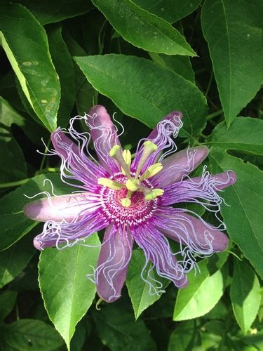 Purple Passionflower SPC Florida Plants INaturalist