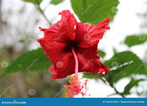 Hibiscus China Rose Red Colour Fresh Flower Hanging On The Tree With