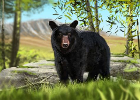 Zoo Park: Run Your Own Animal Sanctuary: The Black Bear