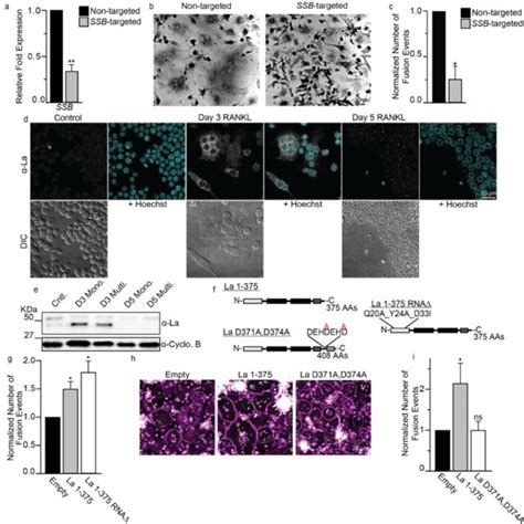 Osteoclast Formation In Human Osteoblastosteoclast Precursor Download Scientific Diagram